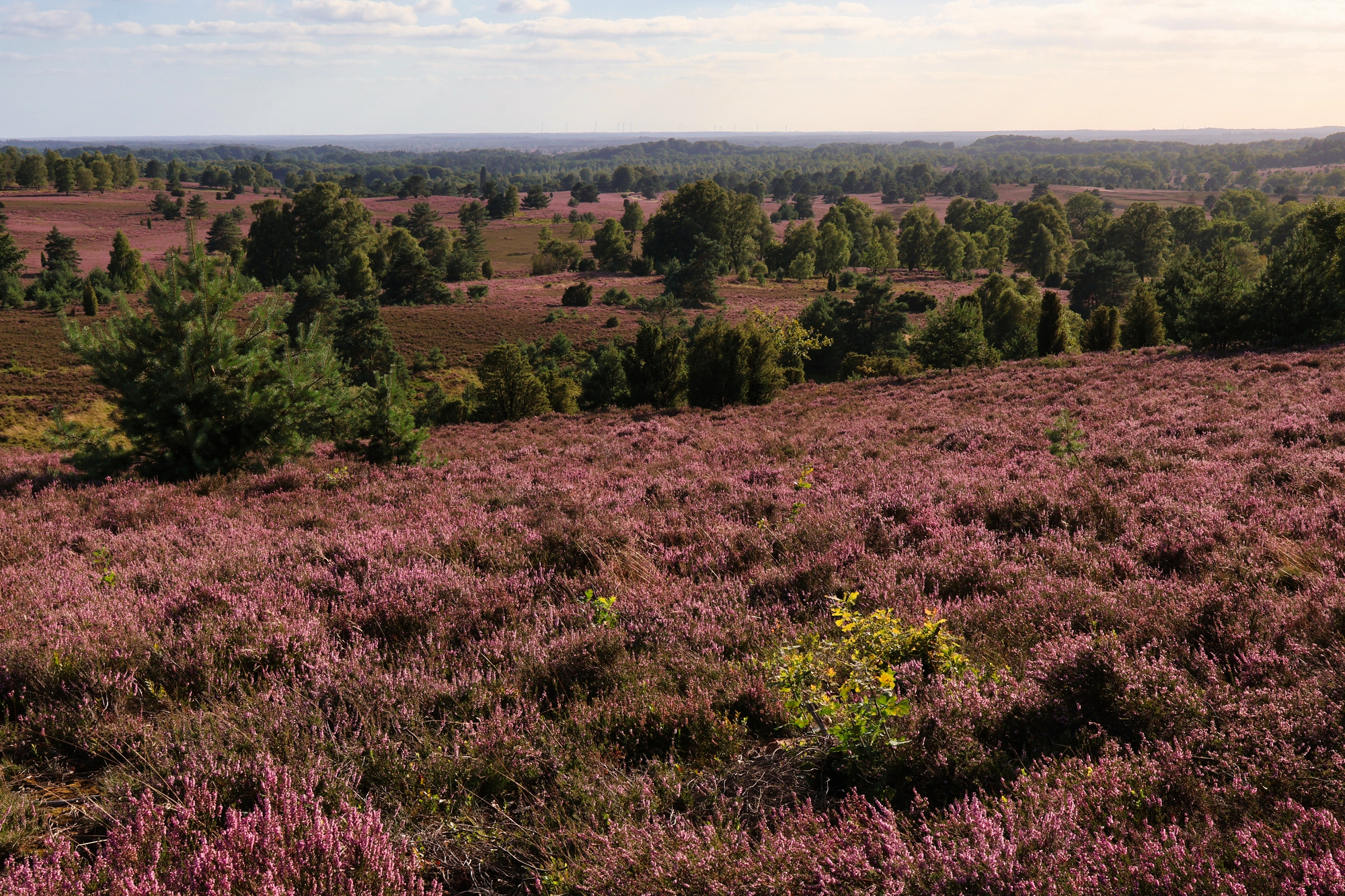 Foto-Walk in der Lüneburger Heide